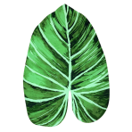 Vannimatt „Leaf mat“, 58x88 cm. Roheline troopilise lehe kujuline vannitoavaip smaragdroheliste ja tumeroheliste toonidega. Vannimatt „Leaf mat“, 58x88 cm. Roheline troopilise lehe kujuline vannitoavaip smaragdroheliste ja tumeroheliste toonidega.